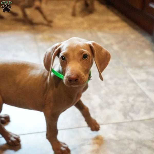 Chase, Weimaraner Puppy